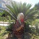 lilianna, 52 (2 , 0 )